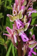 Orchis patens